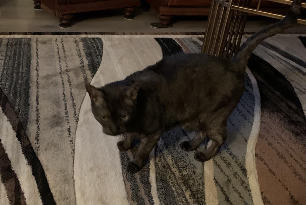 Image of Buster, Found Cat