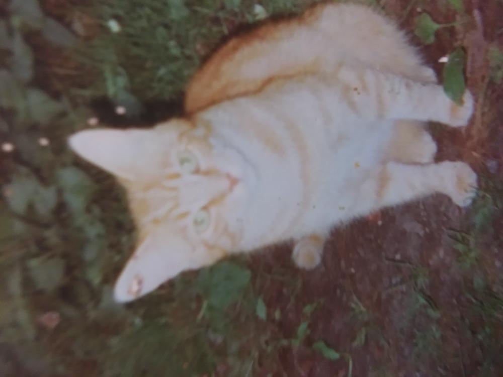 Image of Phinehas, Lost Cat