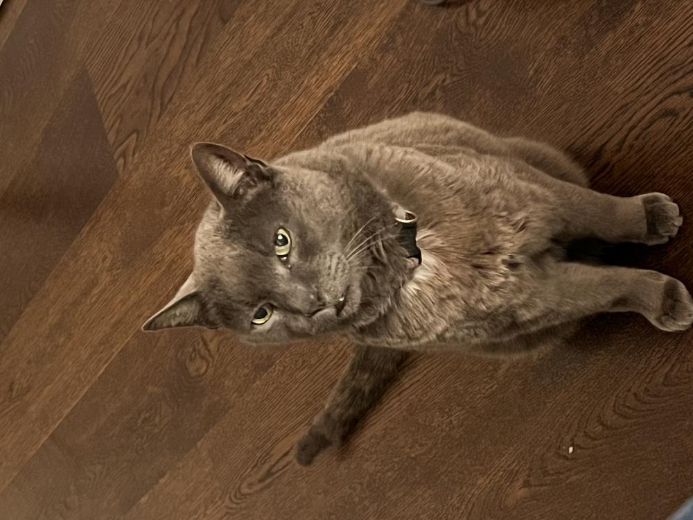 Image of Chai, Lost Cat