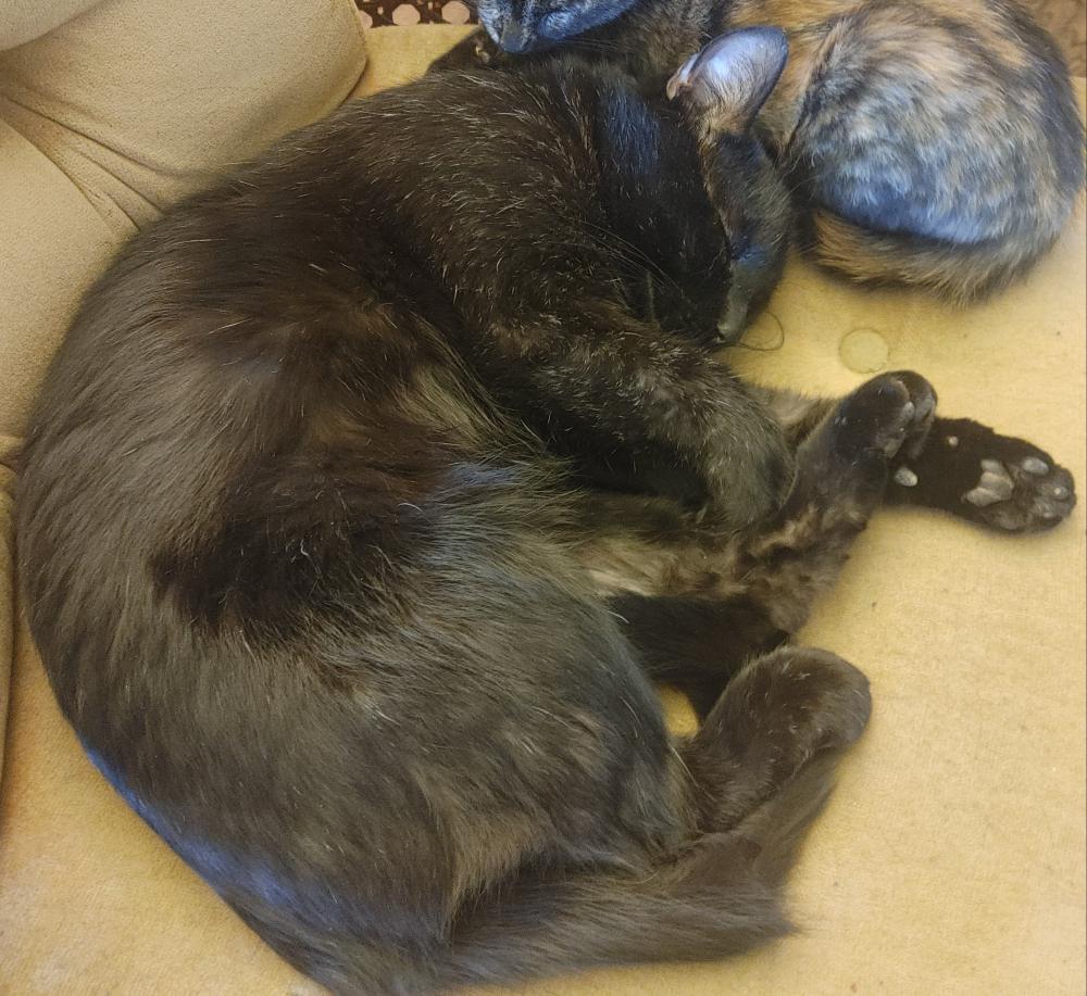 Lost Cat Unknown in OKLAHOMA CITY, OK Lost My Kitty