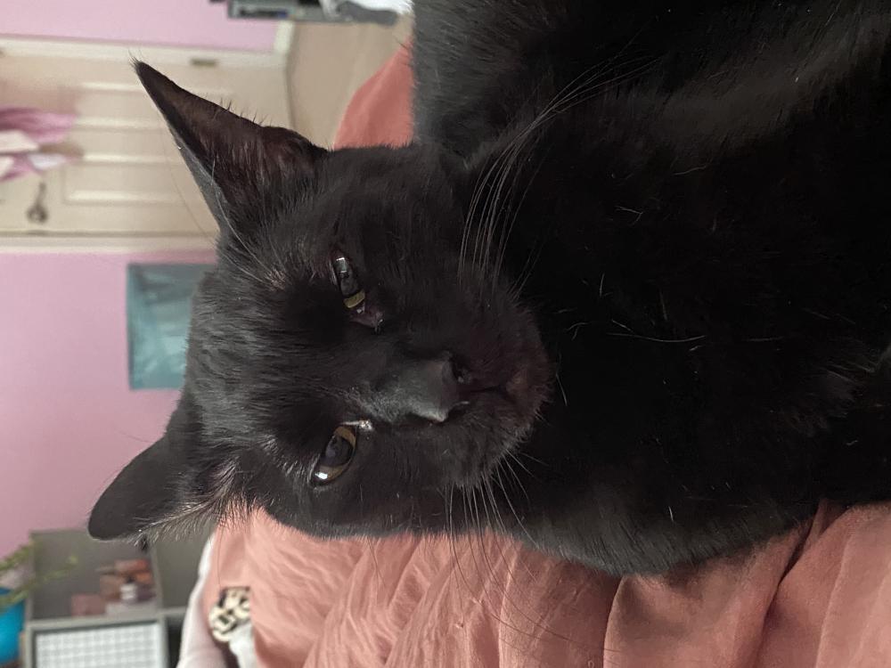 Lost Cat Domestic Short Hair in KNOXVILLE, TN Lost My Kitty