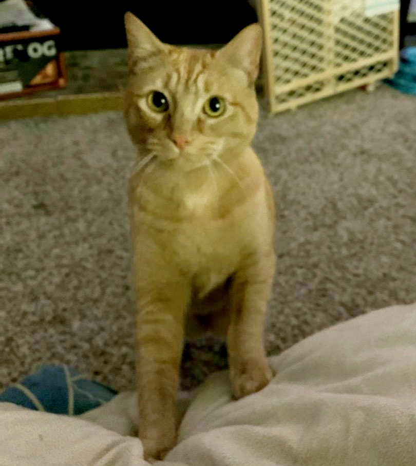 Lost Cat American Shorthair in WA Lost My Kitty