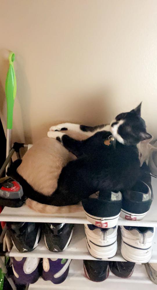 Lost Cat Unknown in NEW PORT RICHEY, FL Lost My Kitty