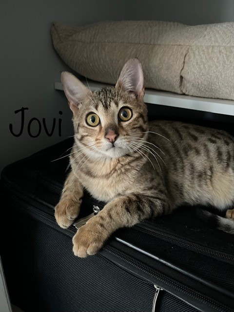Image of Jovi, Lost Cat