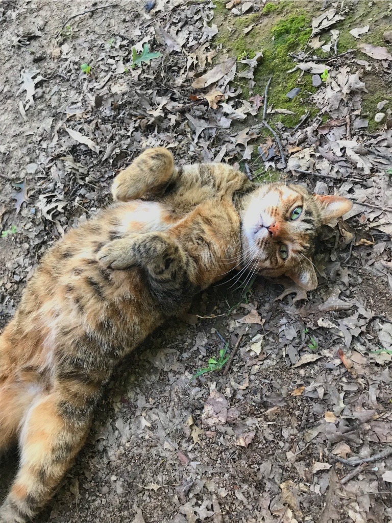 Image of Rusty, Lost Cat