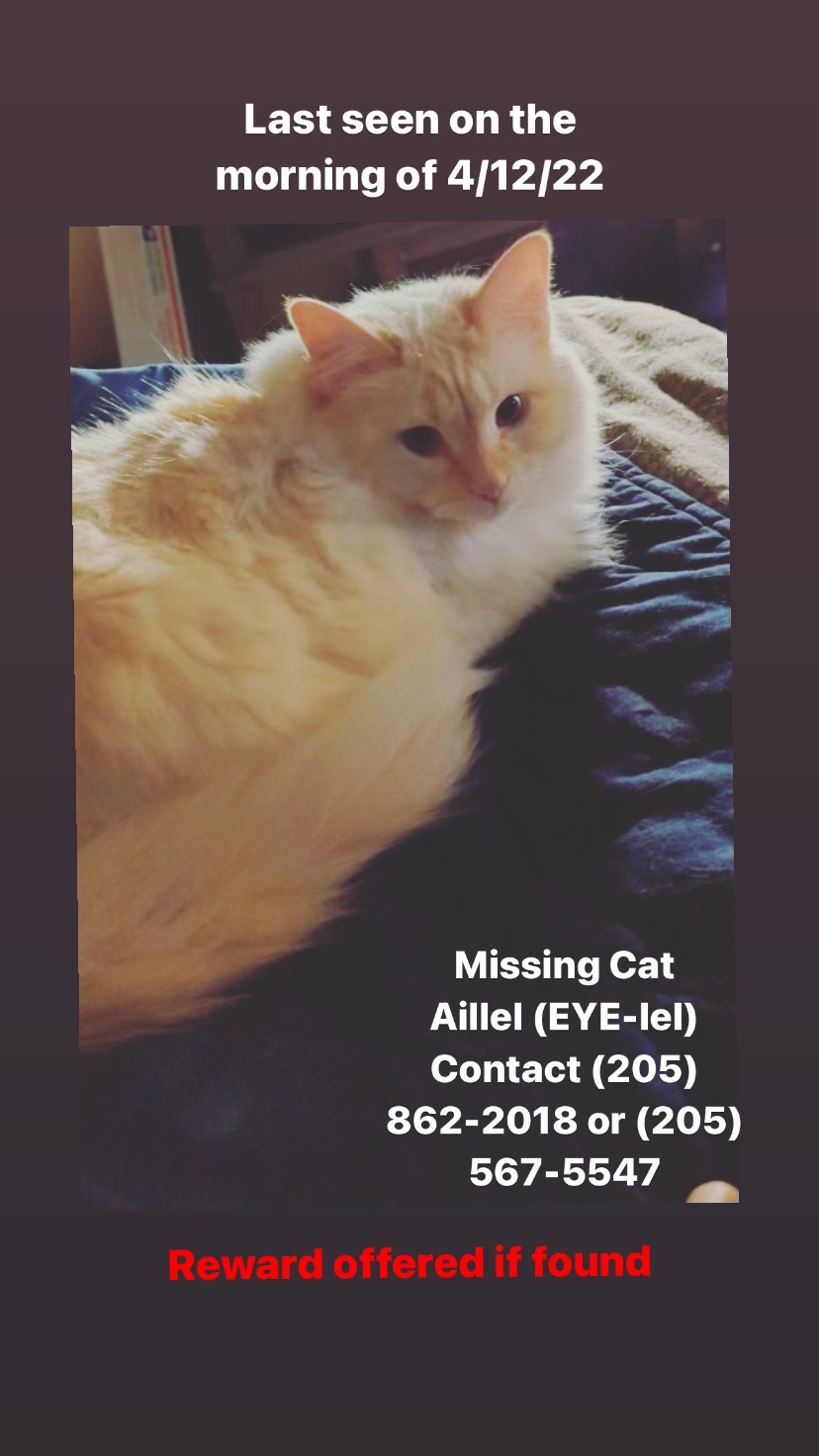 Image of Aillel, Lost Cat