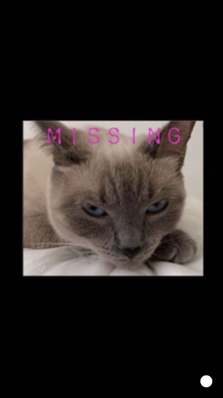 Image of Milkshake, Lost Cat