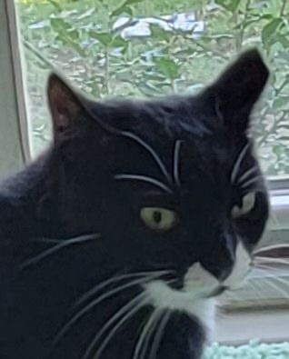 Image of Stink, Lost Cat