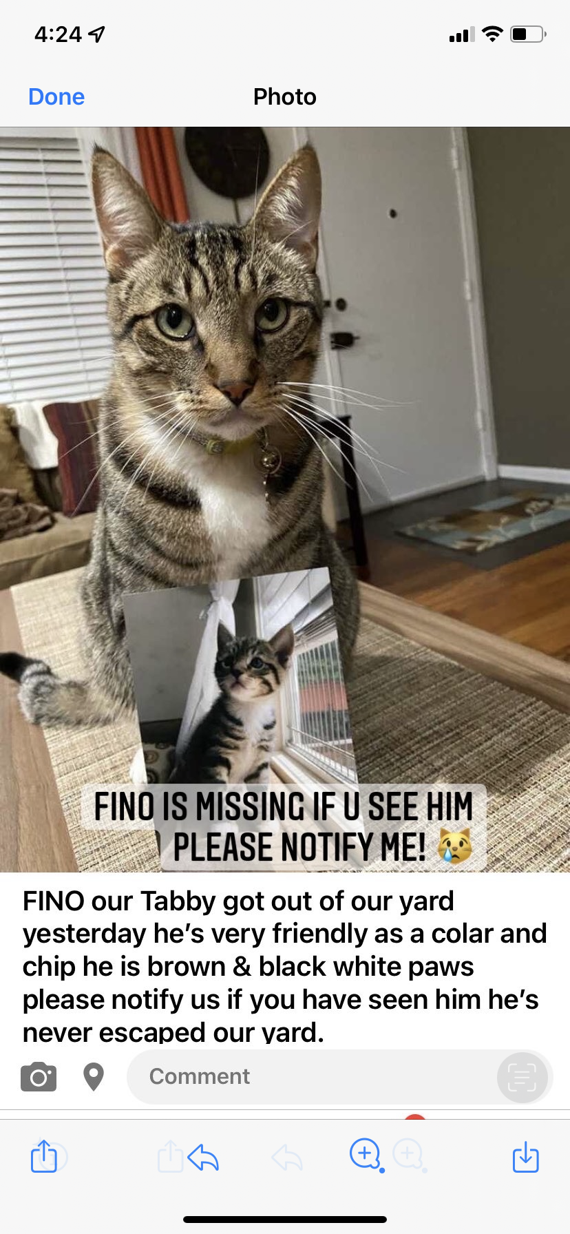 Image of Fino, Lost Cat