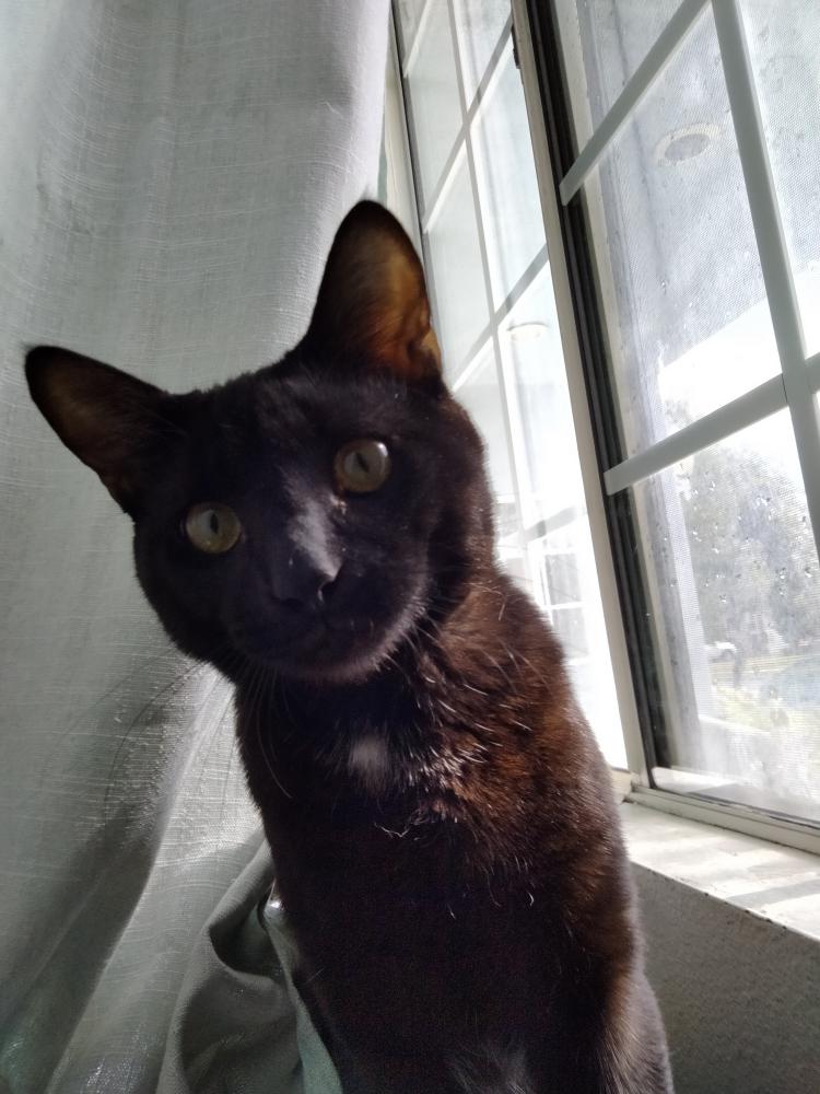 Image of Monkey / Peter Panther, Lost Cat