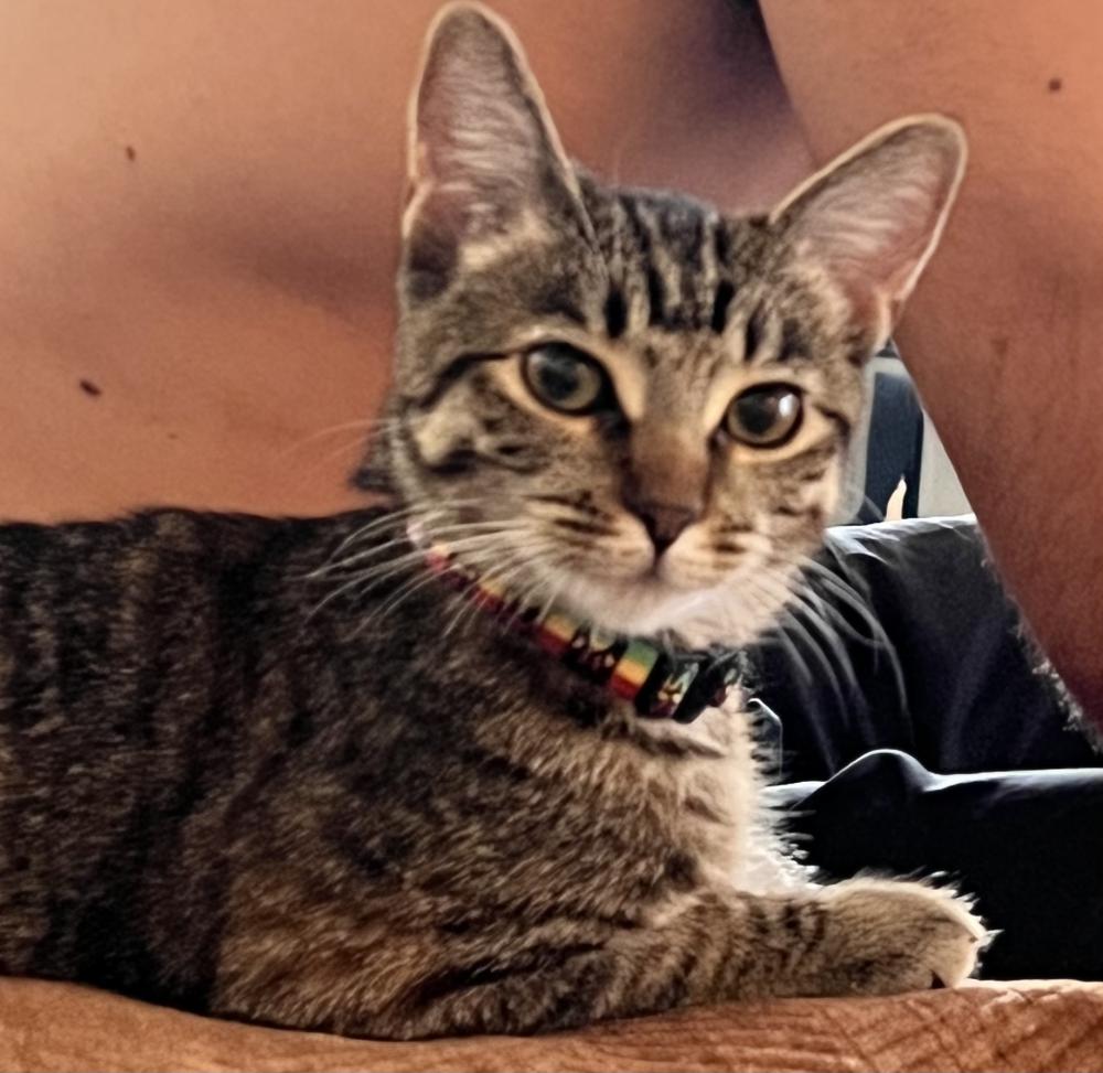 Image of Lux, Lost Cat