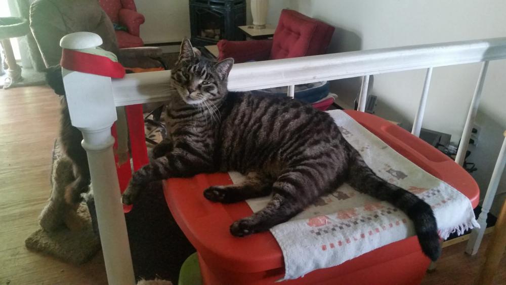 Lost Cat Domestic Short Hair in CORTLAND, NY - Lost My Kitty