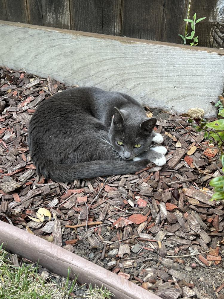 Image of Charley, Lost Cat