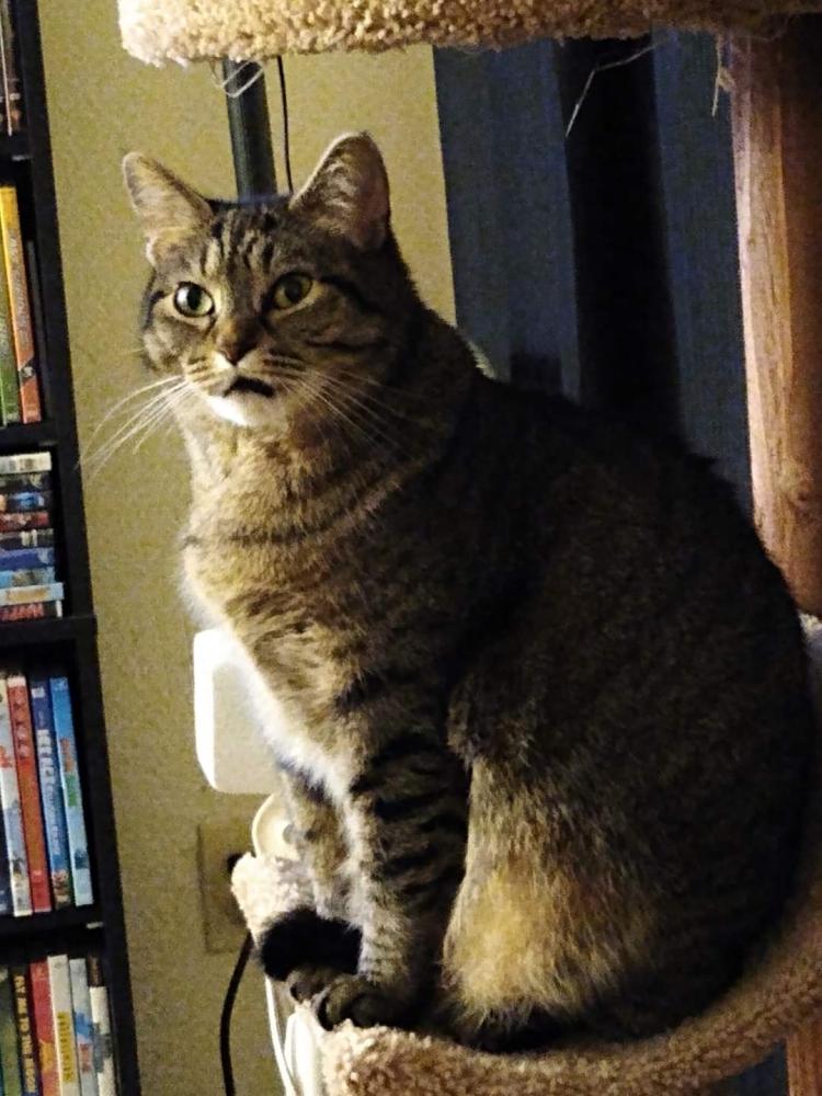 forest lake pets forest lake mn