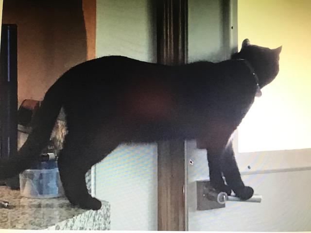 Image of Baloo, Lost Cat
