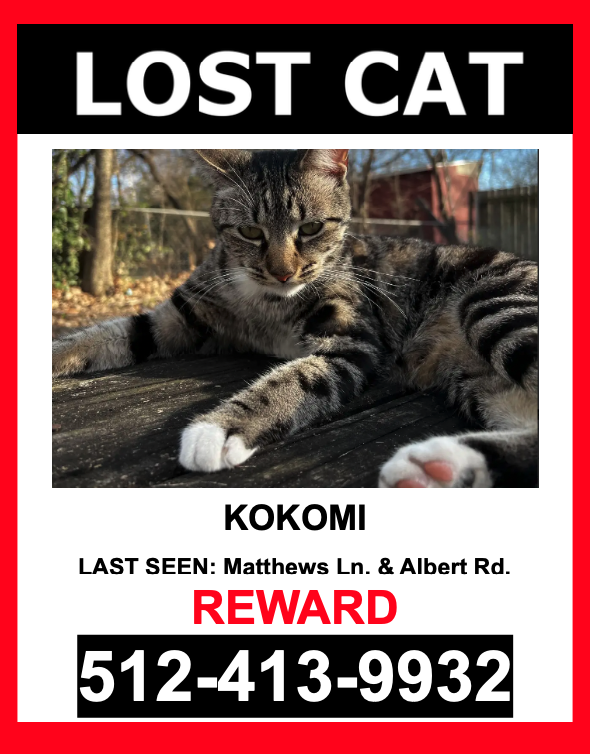 Image of Kokomi, Lost Cat