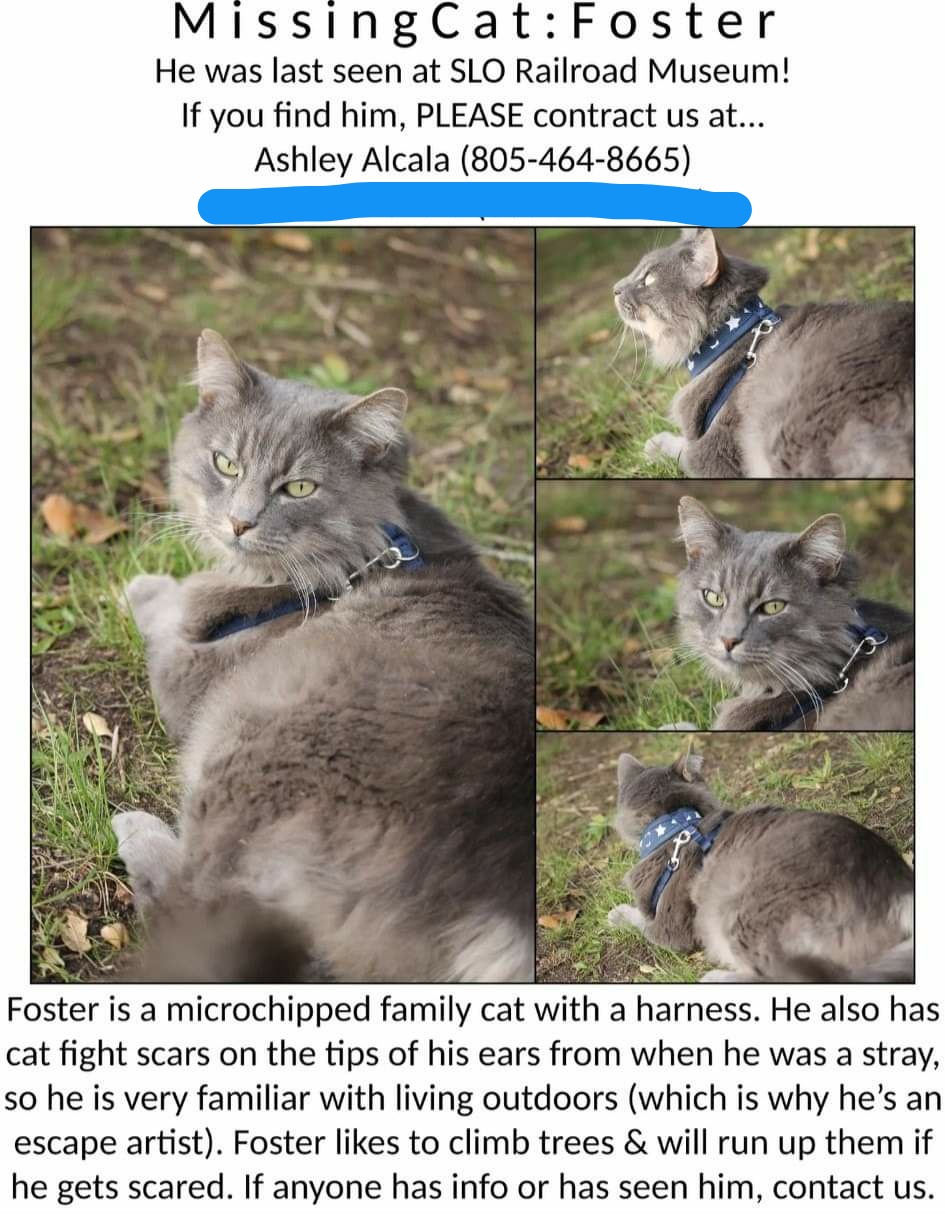 Image of Foster, Lost Cat