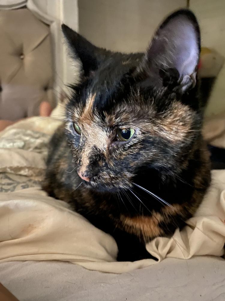 Image of Gypsy Lynn, Lost Cat