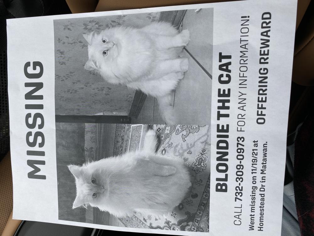 Image of Blondie, Lost Cat