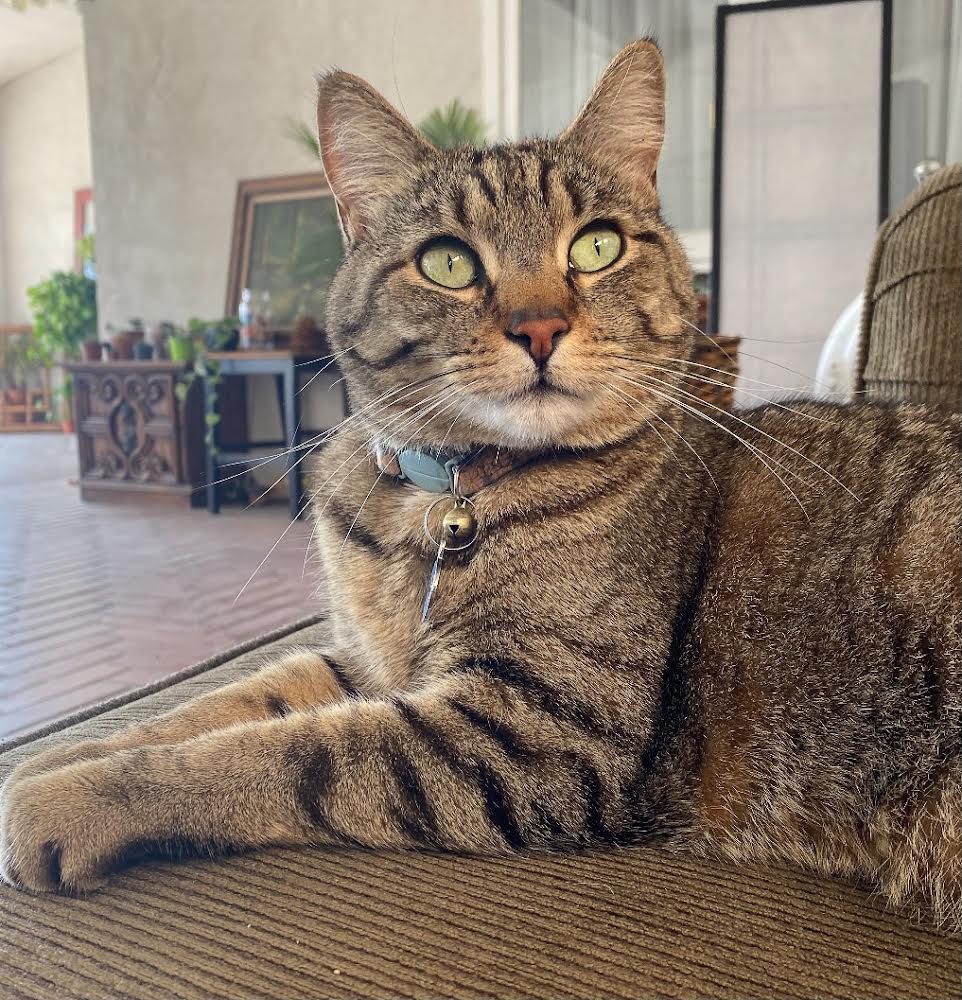 Lost Cat Domestic Short Hair in LOS ANGELES CA Lost My Kitty
