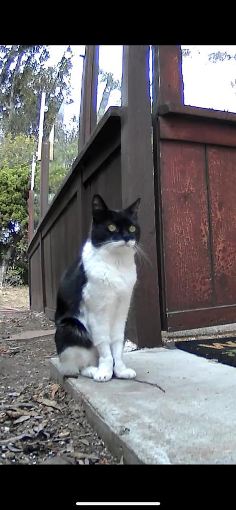 Image of Zorie, Lost Cat