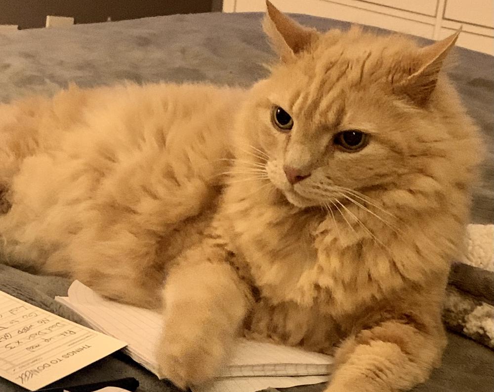 Orange domestic longhair shop cat