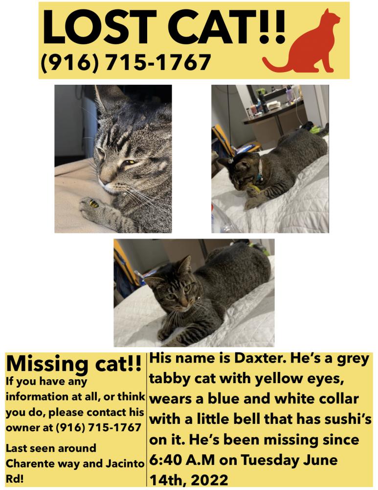 Image of Daxter, Lost Cat