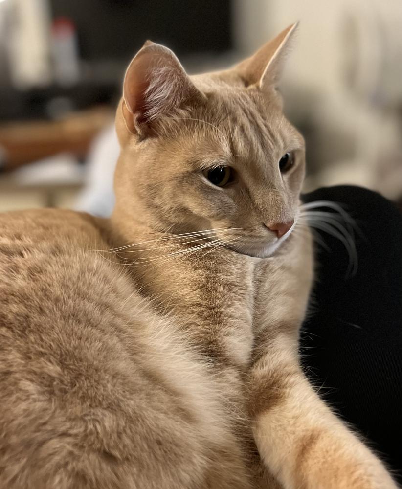 Image of Erwin, Lost Cat