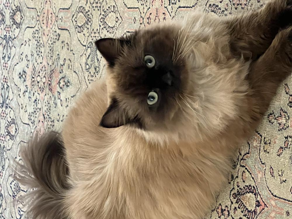Image of abu, Lost Cat