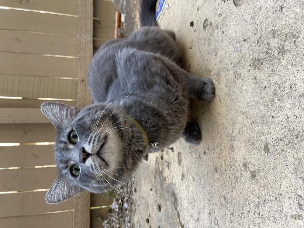 Image of chase, Found Cat