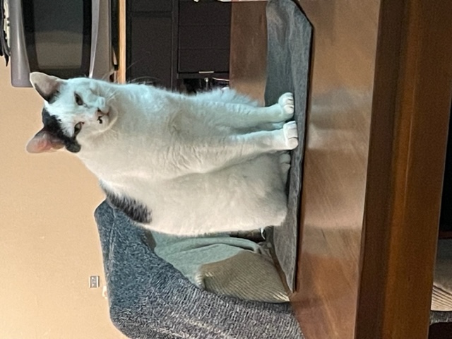 Image of Milky, Lost Cat