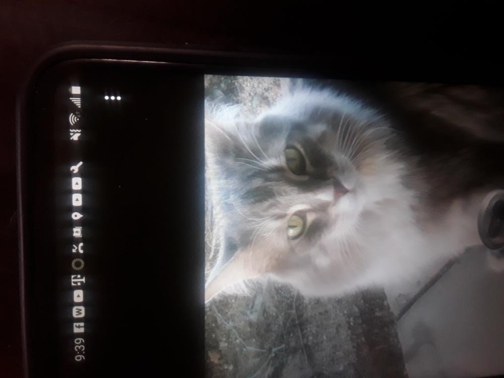 Image of Smokie, Lost Cat