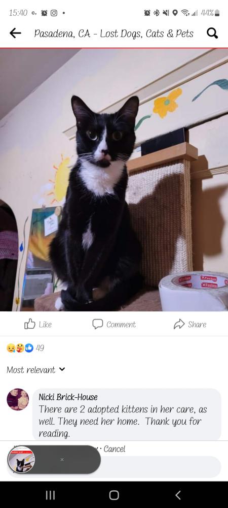 Image of Butter, Lost Cat