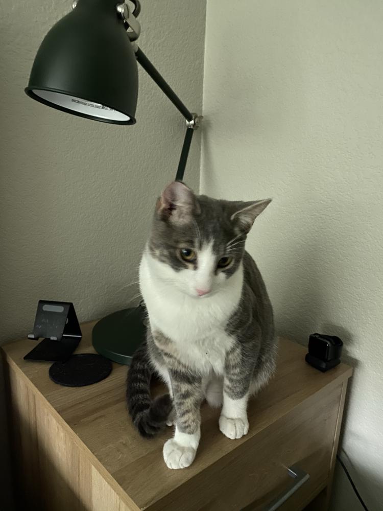 Image of Beefy, Lost Cat