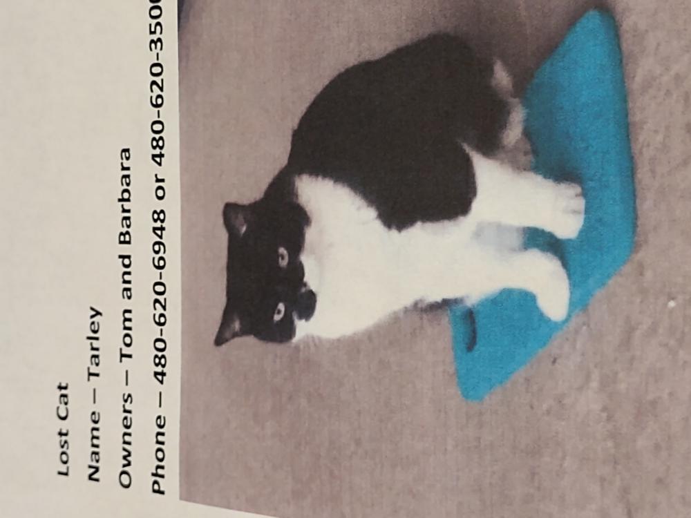 Image of Tarley, Lost Cat
