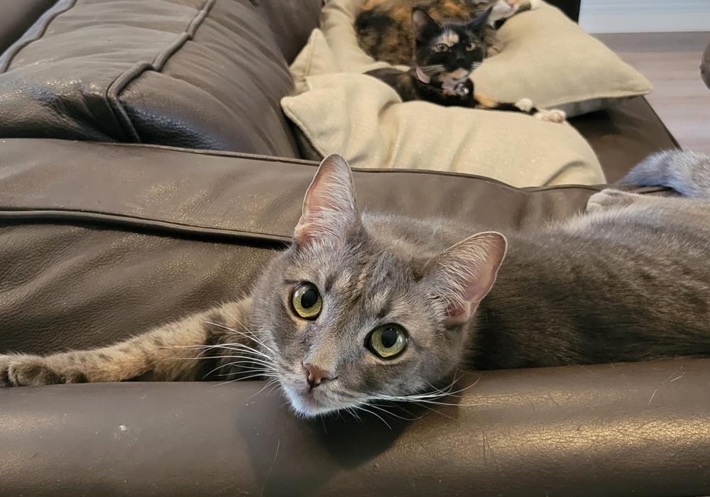 Egyptian grey best sale cat