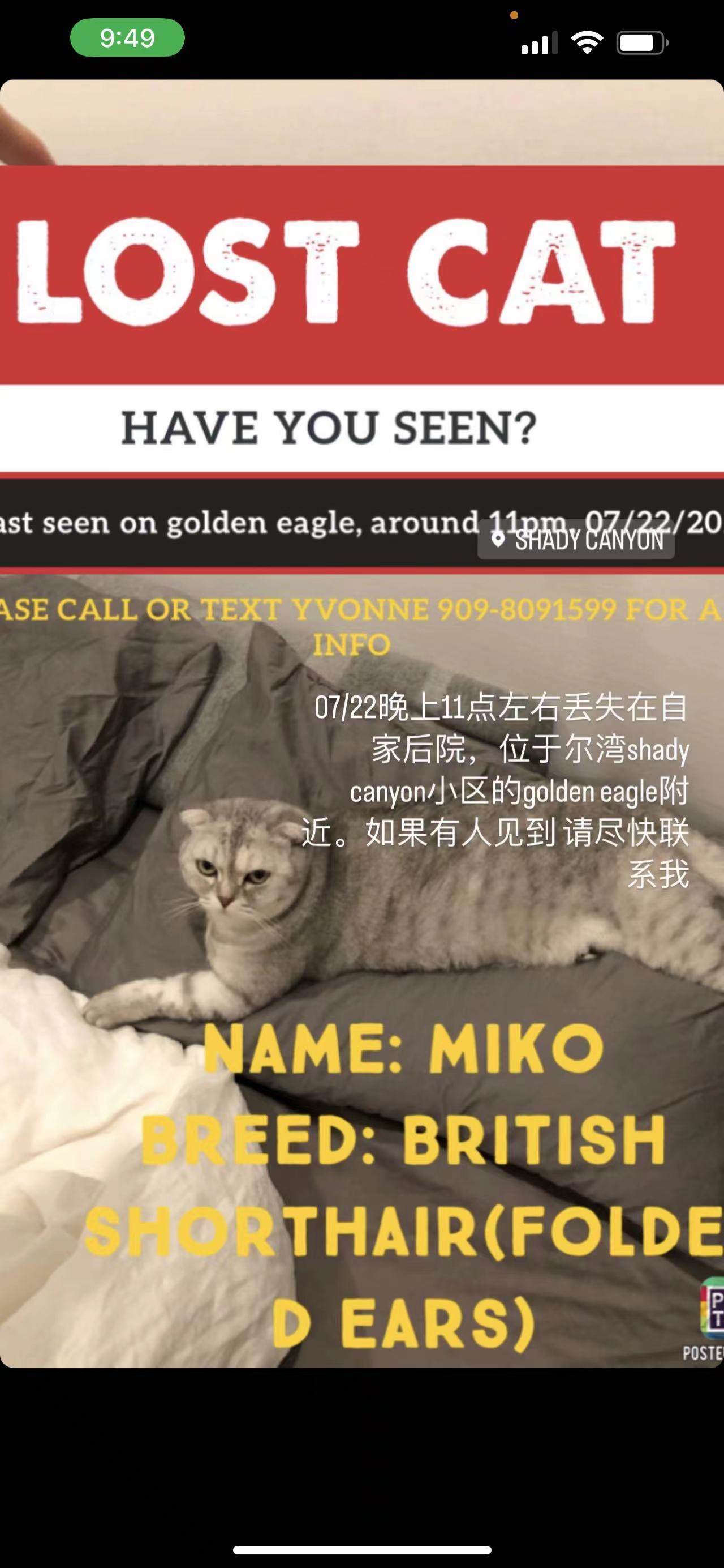 Image of miko, Lost Cat