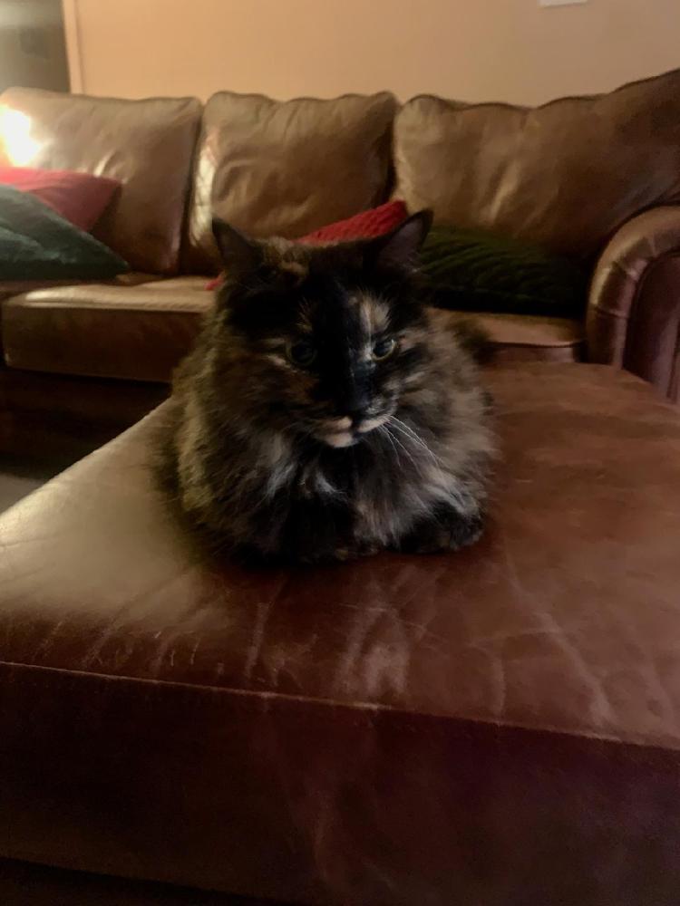 Image of Cloé, Lost Cat