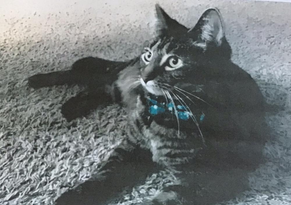 Image of Mosby, Lost Cat