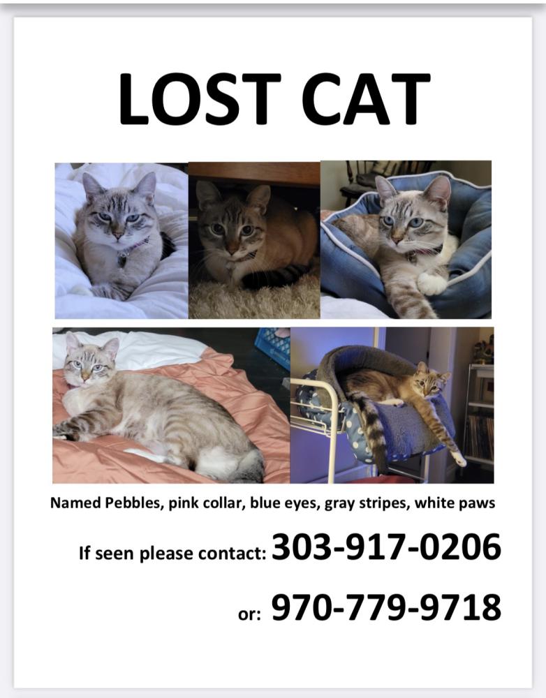 Image of Pebbles, Lost Cat