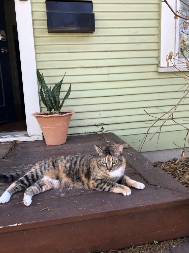 Image of Clover/Kitty Mamas, Lost Cat