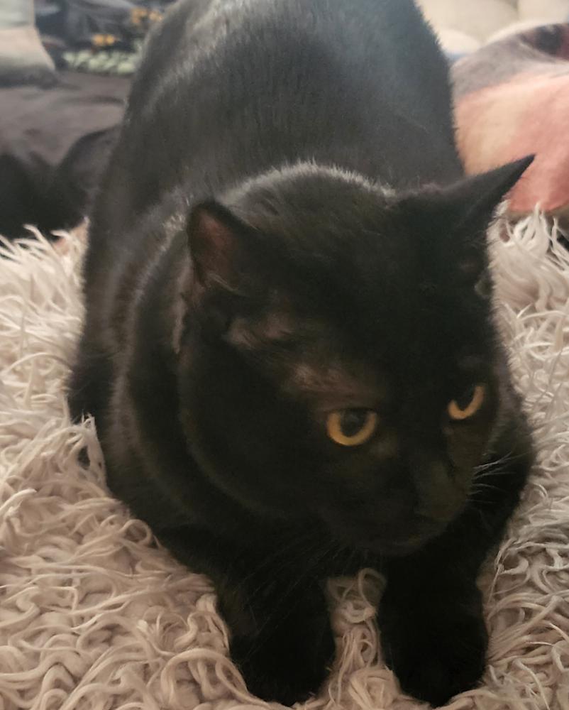 Image of Black Betty, Lost Cat