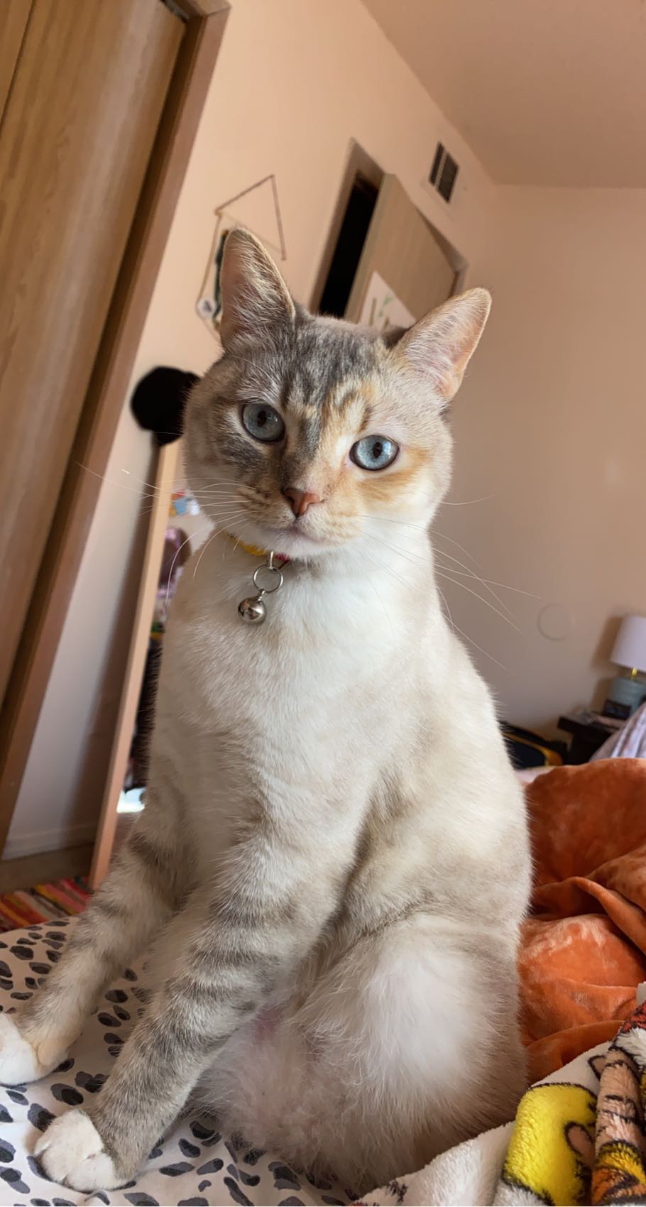 Image of Yoko, Lost Cat