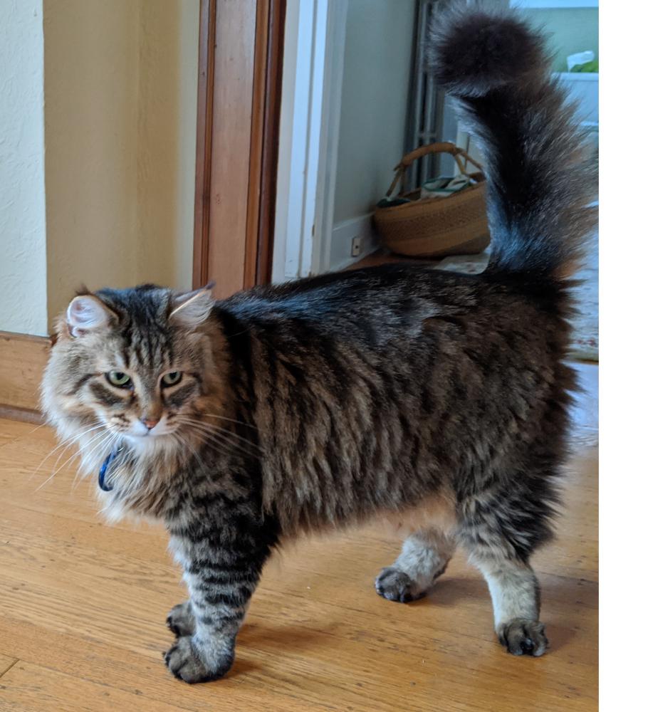 Domestic medium hair best sale cat