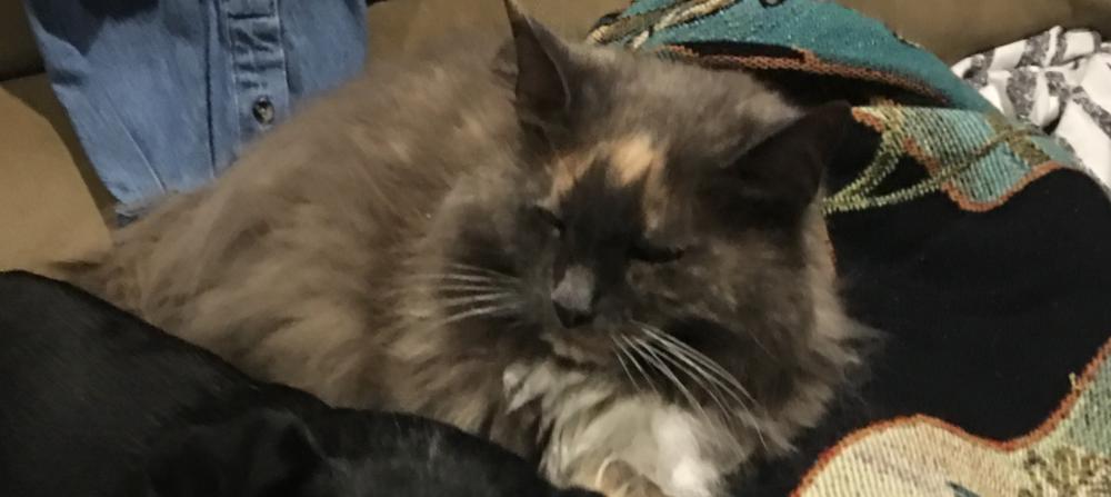 Image of Emily, Lost Cat