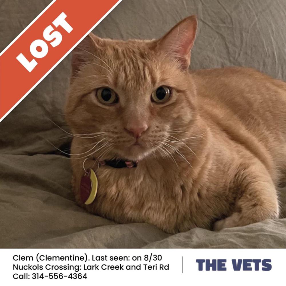 Image of Clem, Lost Cat