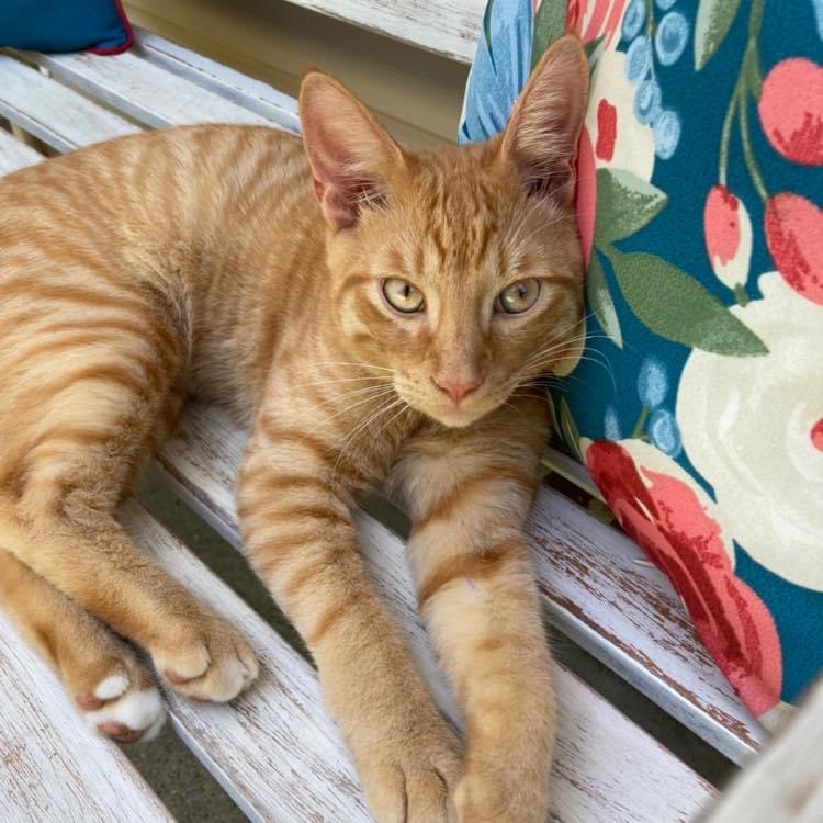 Image of Orangey; Kitty, Lost Cat