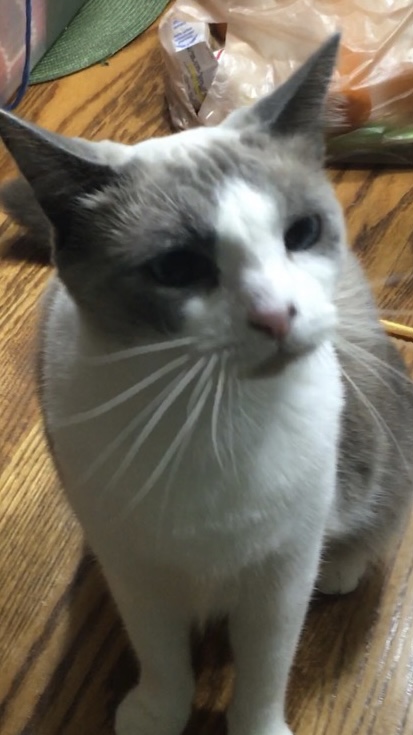 Image of Neener, Lost Cat