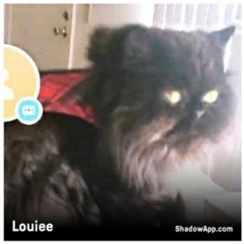 Image of Louiee, Lost Cat