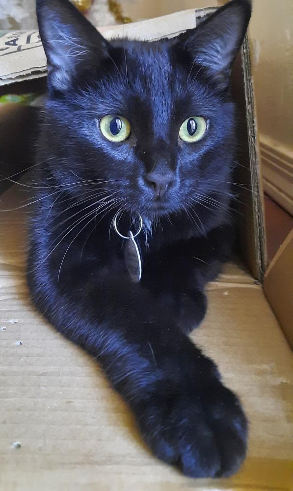 Image of Kittik, Lost Cat